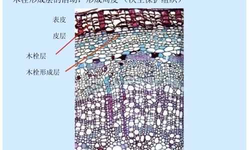 安定片副作用网- 安定片副作用是什么知识,分享安定片副作用是什么
